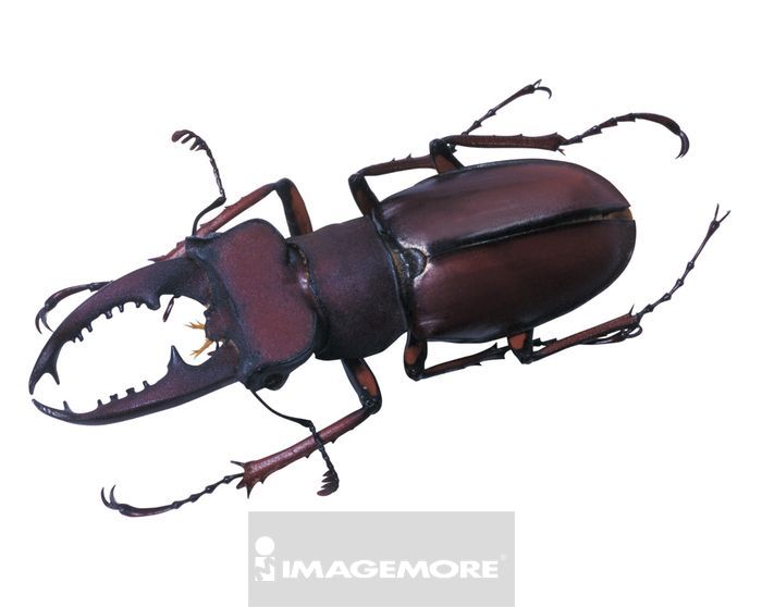 姬深山鍬形蟲正版商業圖片銷售下載 Imagemore富爾特正版圖庫