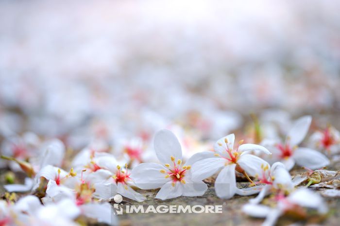 掉落在路上的油桐花 正版商業圖片銷售下載 Imagemore富爾特正版圖庫