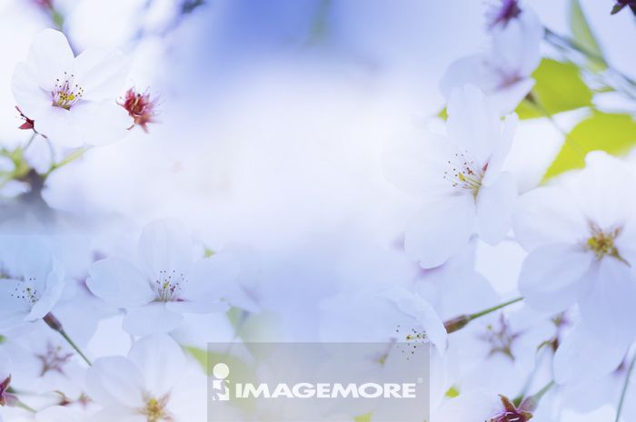 電腦繪圖 油桐花 正版商業圖片銷售下載 Imagemore富爾特正版圖庫