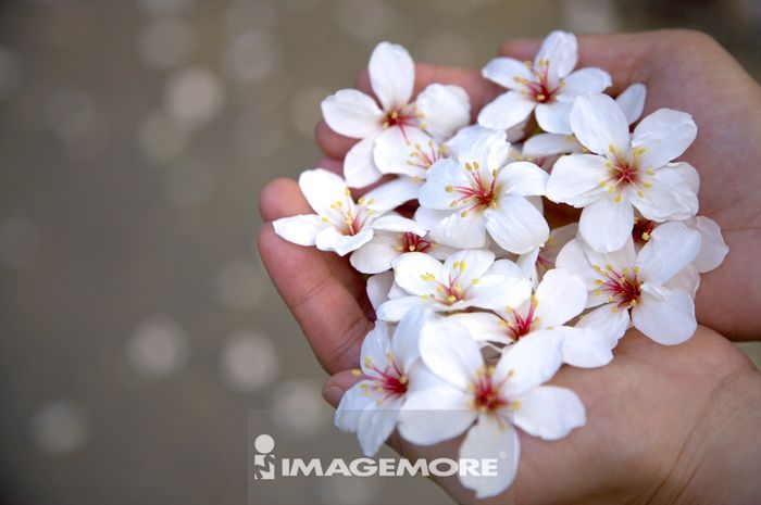 台灣 苗栗縣 頭屋鄉 油桐花 正版商業圖片銷售下載 Imagemore富爾特正版圖庫