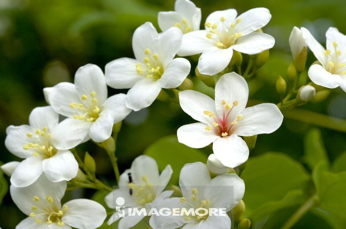 台灣 苗栗縣 頭屋鄉 油桐花 正版商業圖片銷售下載 Imagemore富爾特正版圖庫