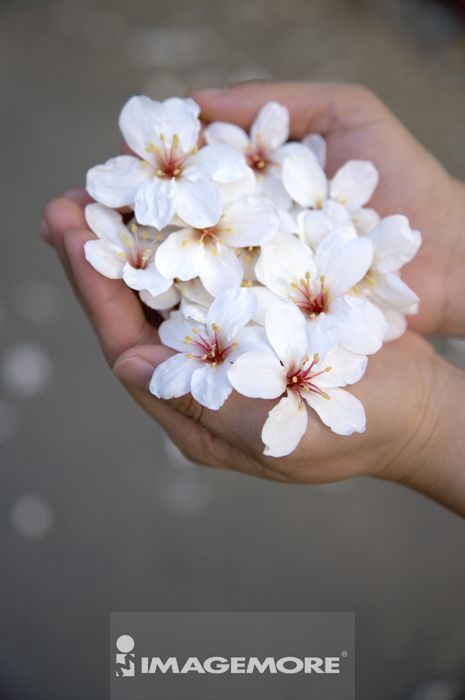 台灣 苗栗縣 頭屋鄉 油桐花 正版商業圖片銷售下載 Imagemore富爾特正版圖庫