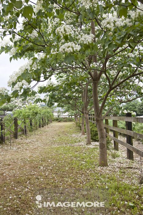 油桐花 花 樹 桃園 台灣 亞洲 正版商業圖片銷售下載 Imagemore富爾特正版圖庫