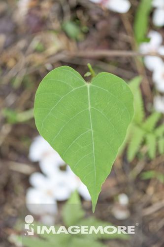 葉子 油桐花 苗栗 台灣正版商業圖片銷售下載 Imagemore富爾特正版圖庫