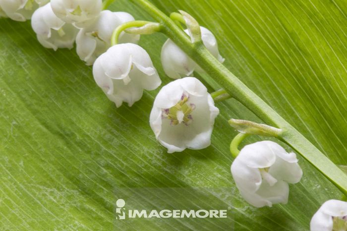 鈴蘭 花 花卉 正版商業圖片銷售下載 Imagemore富爾特正版圖庫