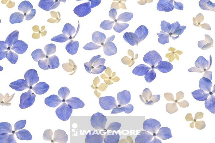 透光下新鮮美麗的繡球花花瓣背景正版商業圖片銷售下載 Imagemore富爾特正版圖庫