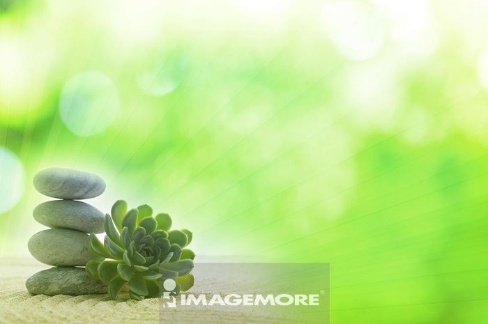 象徵平安祥和的石蓮花背景正版商業圖片銷售下載 Imagemore富爾特正版圖庫